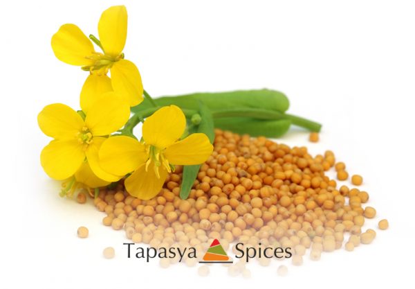 Sarso Pili Mustard Seed Yellow with flower